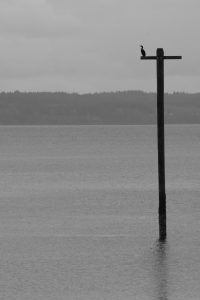 Bird on pole in water