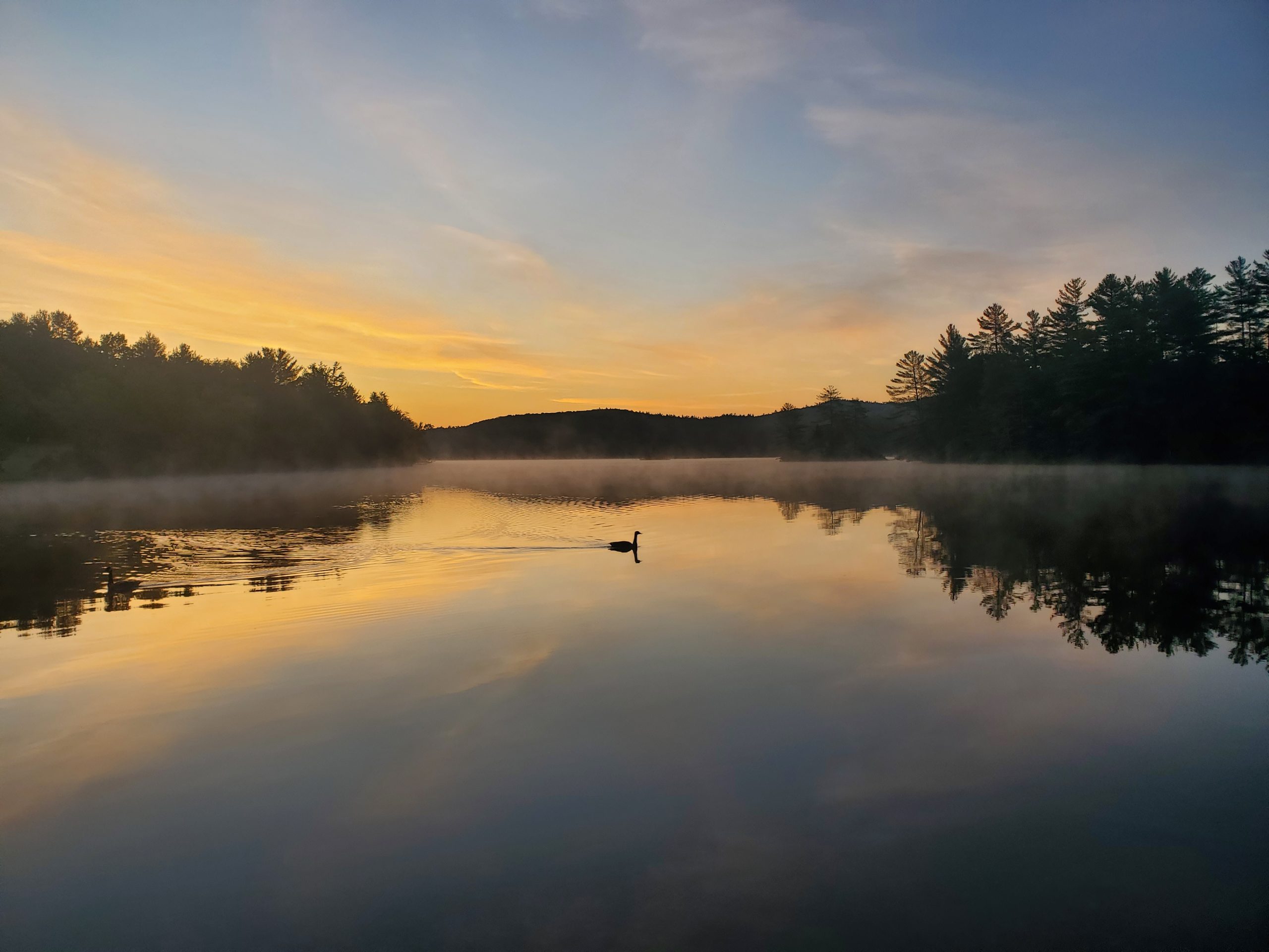 A lone goose gliding across a still Vermont lake at sunrise