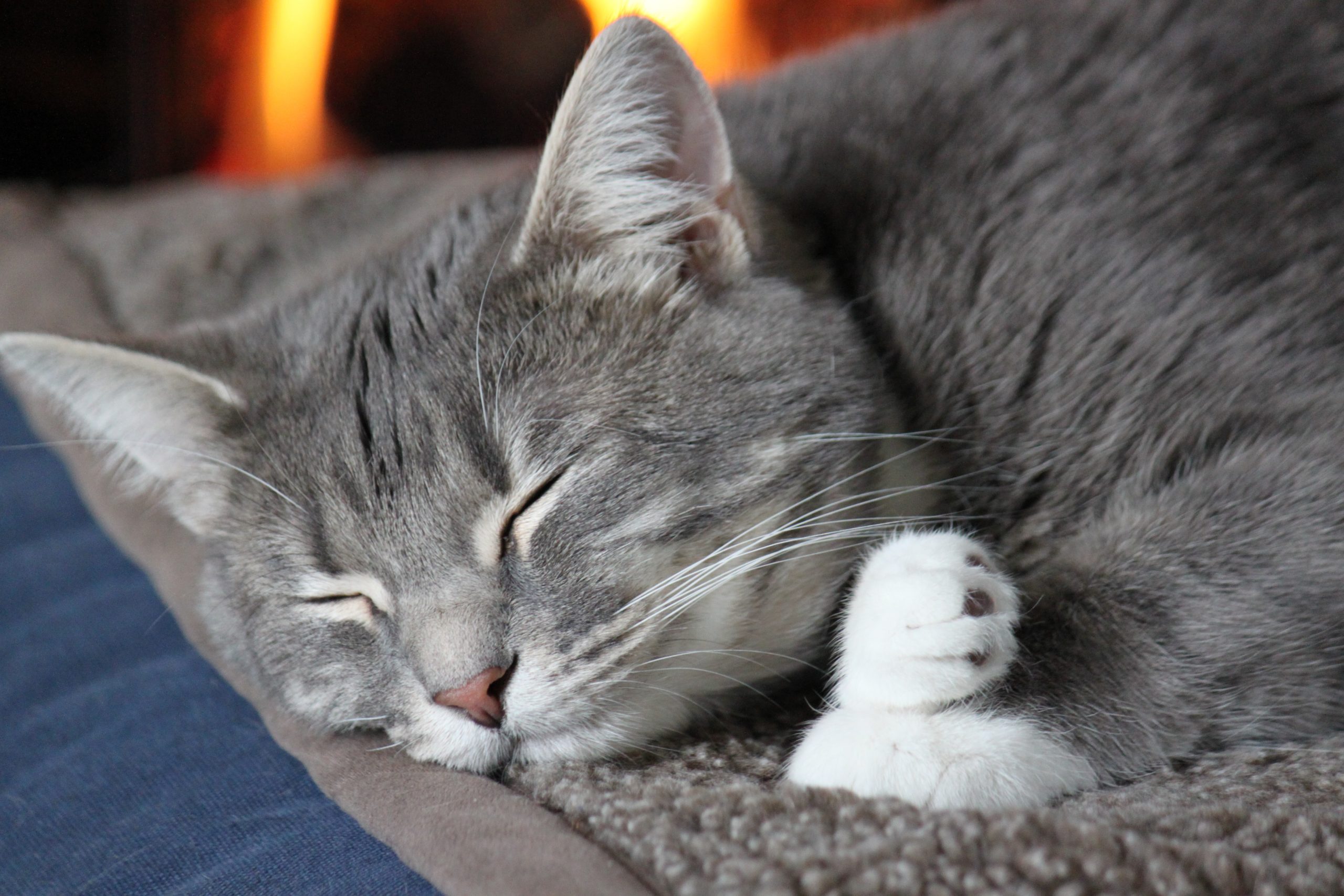A cat resting peacefully by the fire