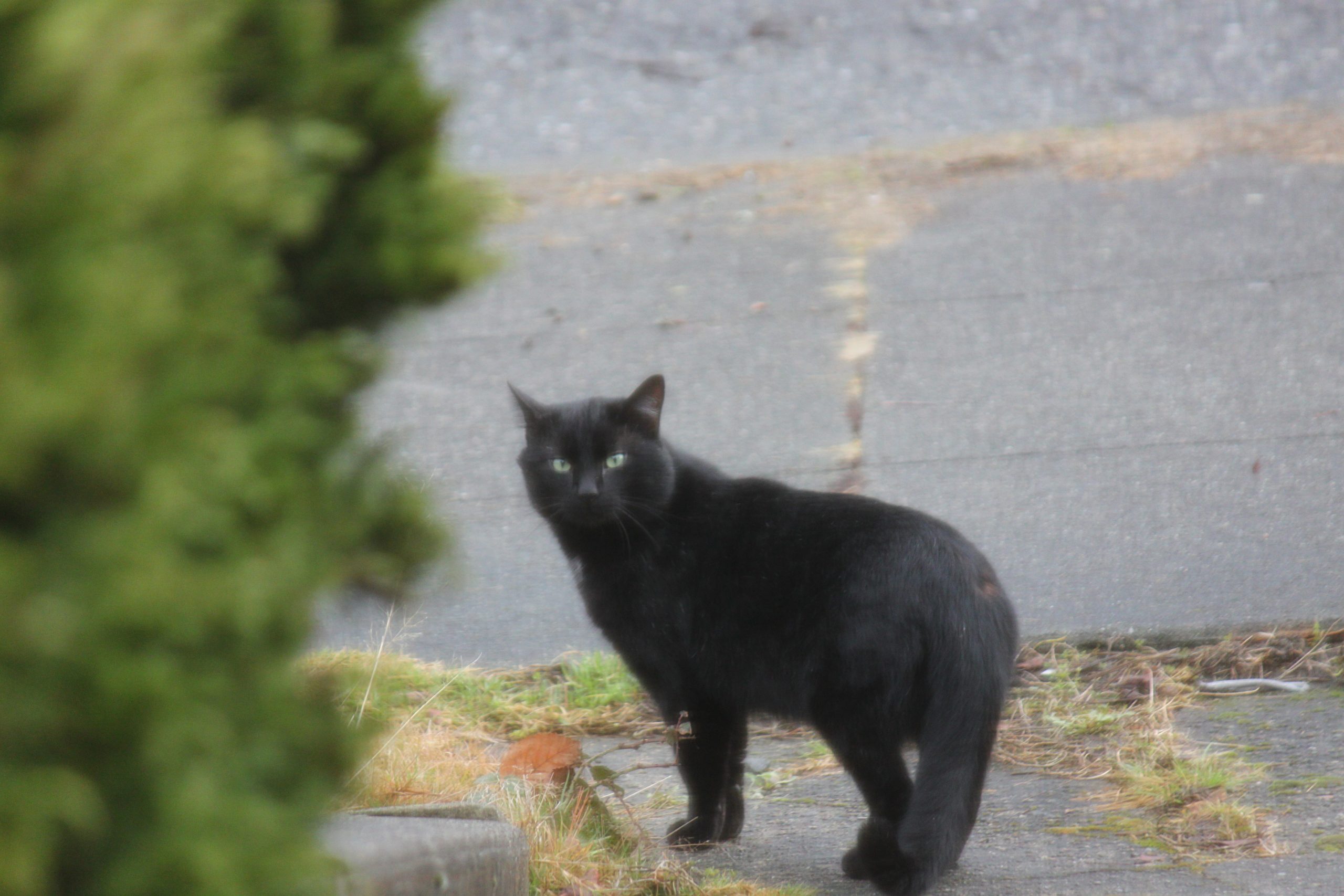 Oliver, a black cat, standing at the edge of the front step between two shrubs, looking back — the first photograph