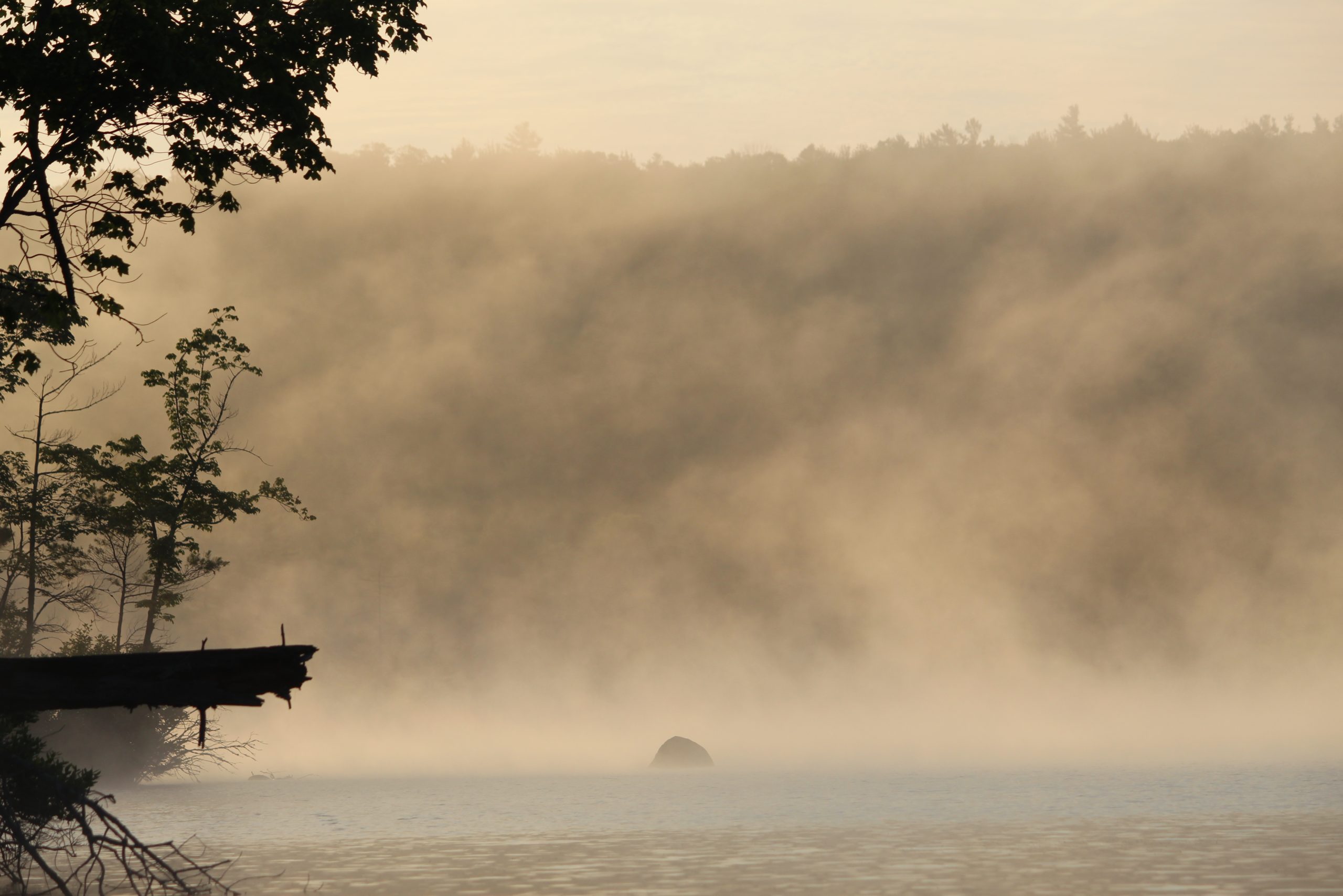 Golden morning mist over a still pond, a rock barely visible through the haze, a fallen log reaching into the water