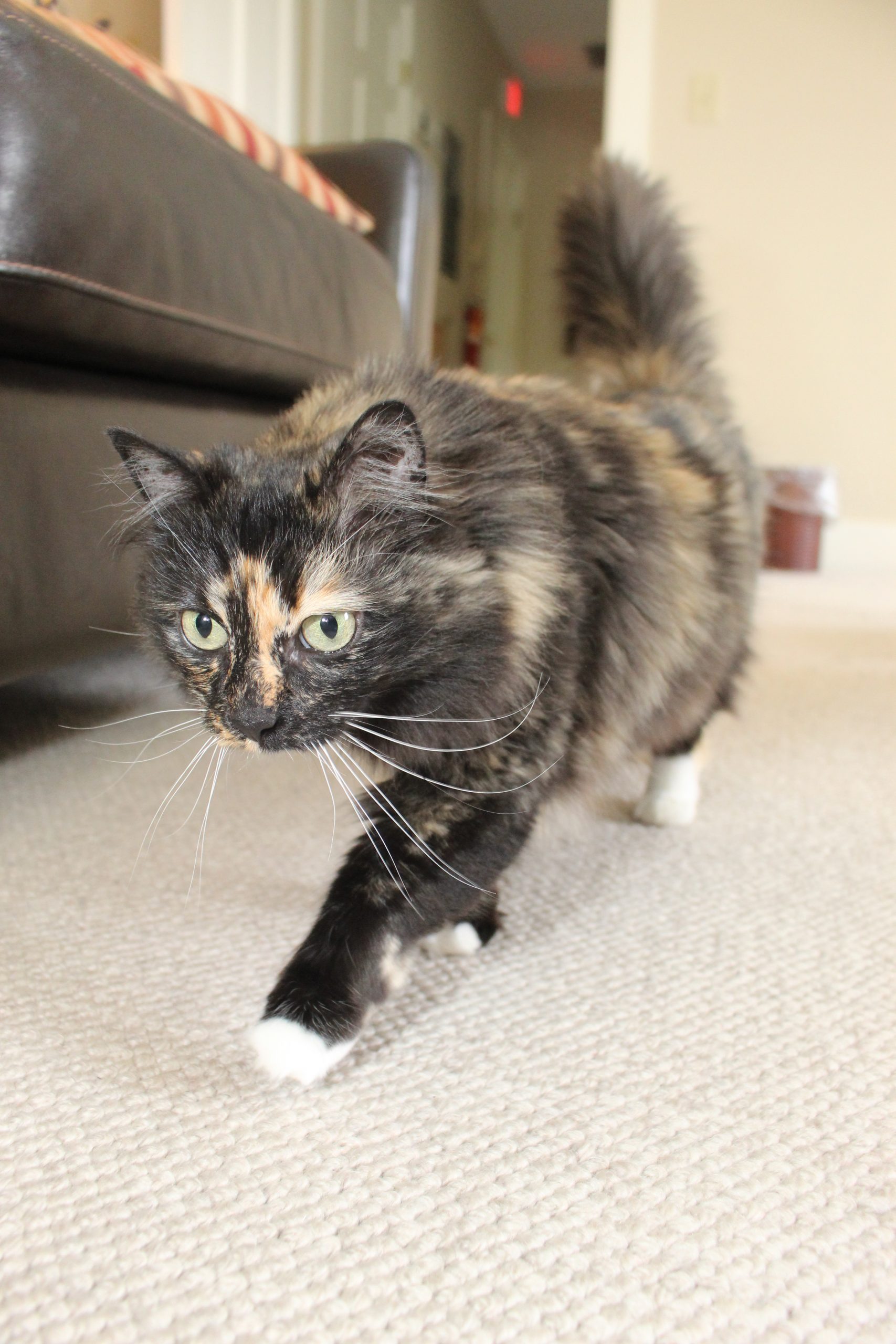 Lucy walking through the office