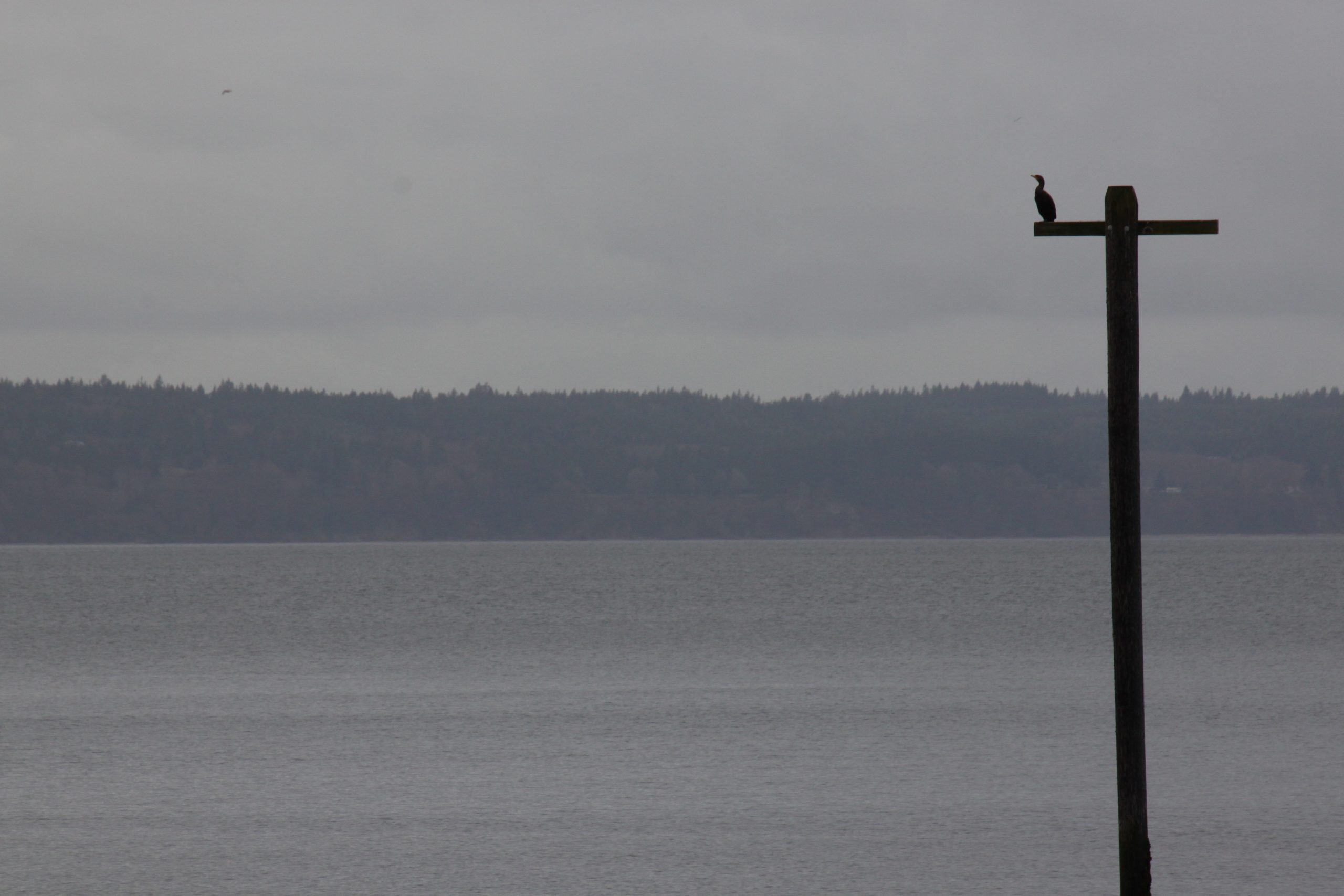 A cormorant perches on a piling over still grey water