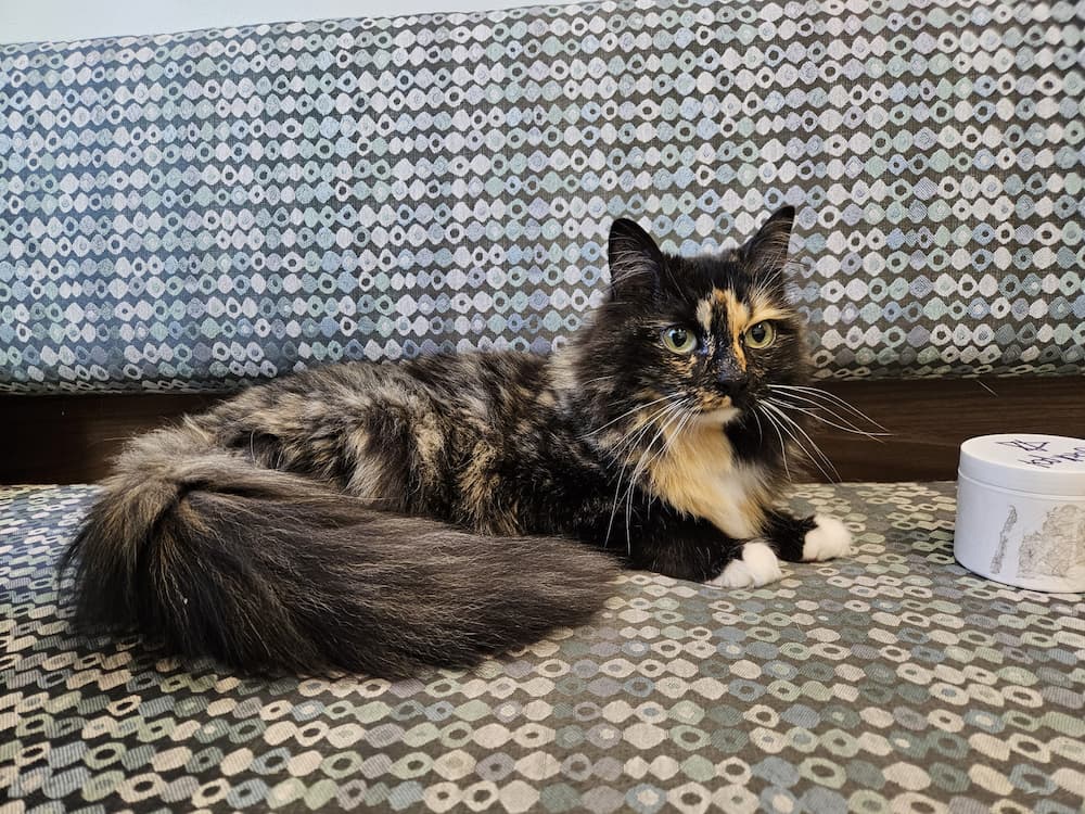 Lucy, a long-haired tortoiseshell therapy cat, lounging