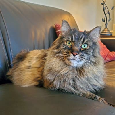 Nahum, longfurred brown cat laying on couch