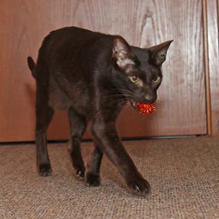 Havana Brown cat with red sparkle ball in mouth