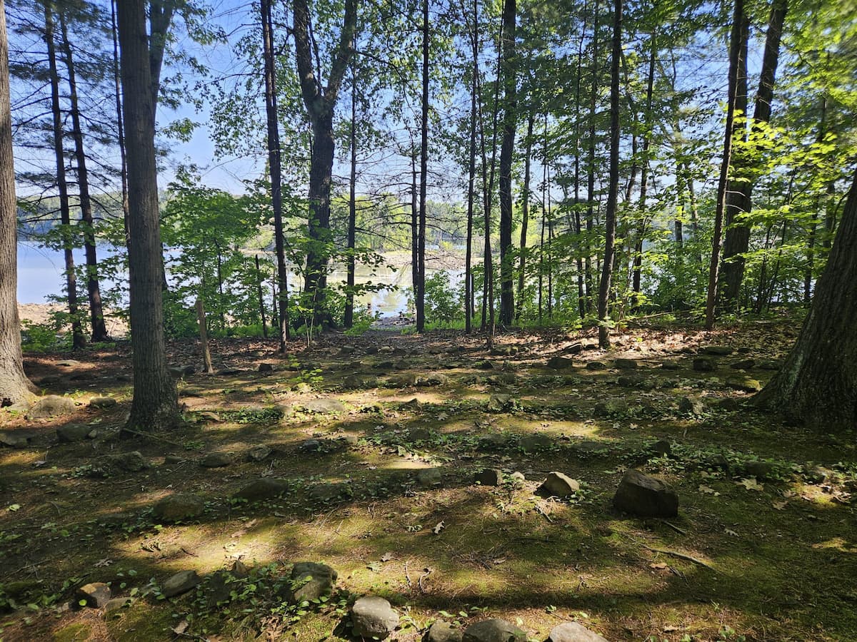 Sunlit pine forest with mossy rocks, water visible through the trees