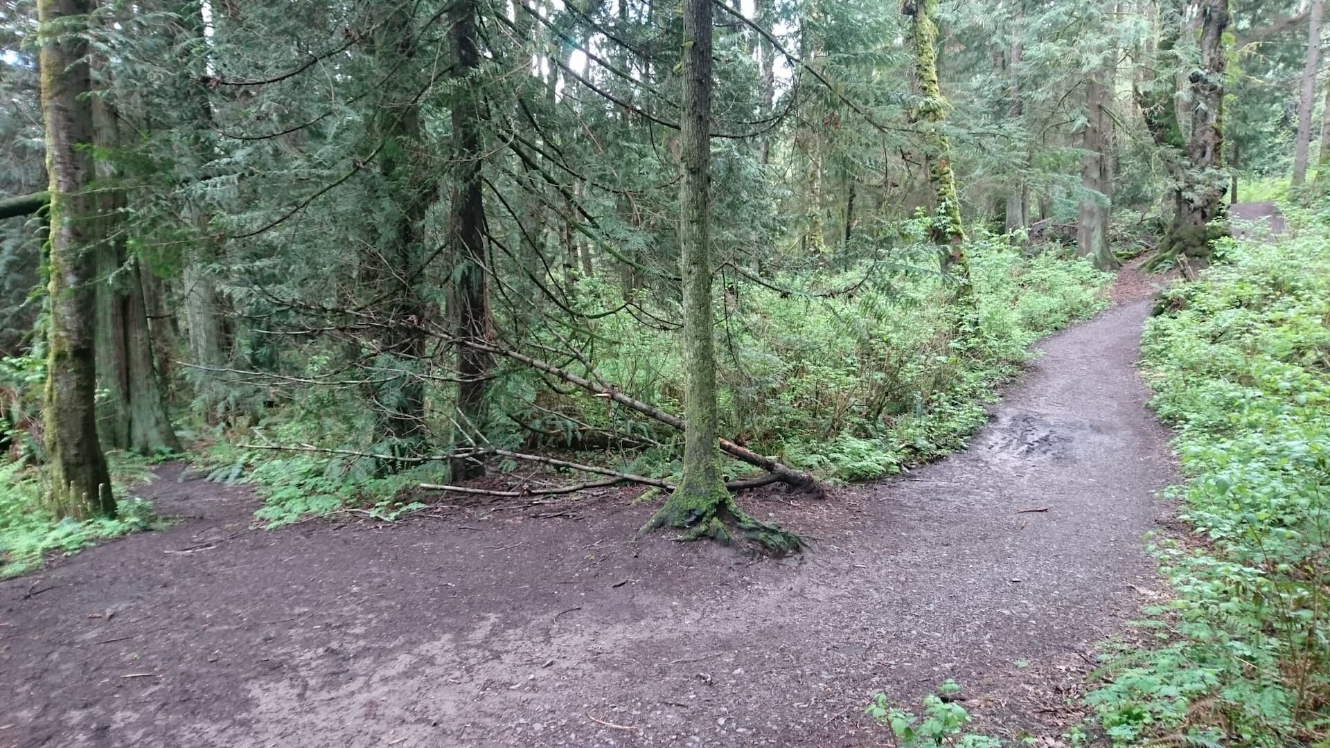 A forest trail forking in two directions, both paths continuing through green trees