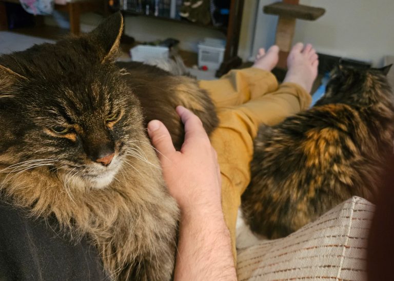 Cats, the ultimate resource