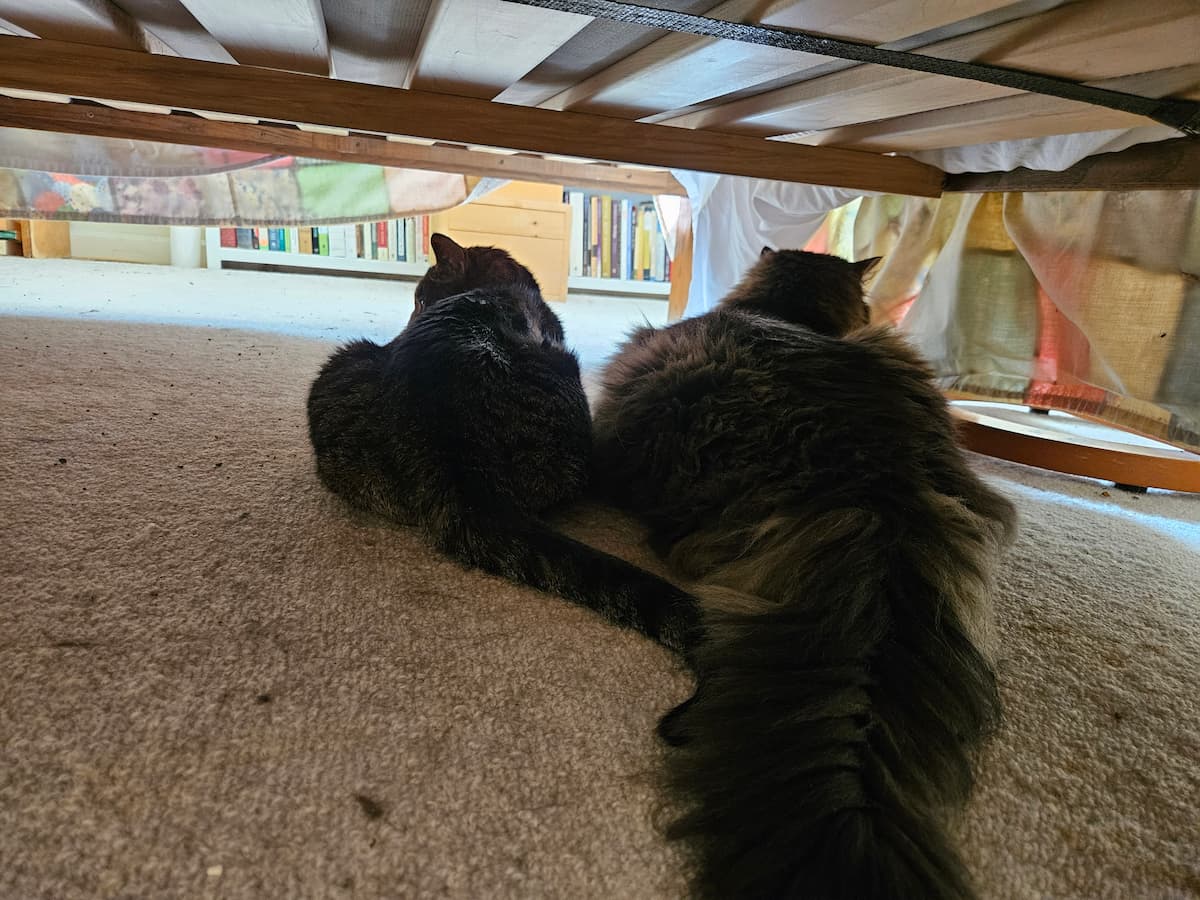 Two cats seen from behind, sitting close together under a bed, their sides gently touching, looking out toward a softly lit room with bookshelves visible in the background. Nahum keeping vigil with Theo on his last day.