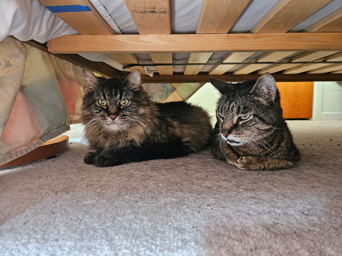 Two cats resting side by side under a bed — a long-haired tabby and a shorter-haired tabby — both looking toward the camera. Nahum and Theo on Theo's last day.